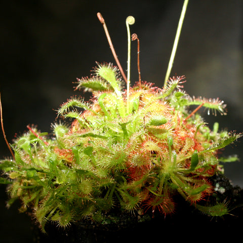 Drosera spatulata sundew forming a dense mossy carpet with numerous slender stems curling into coils at their tips.