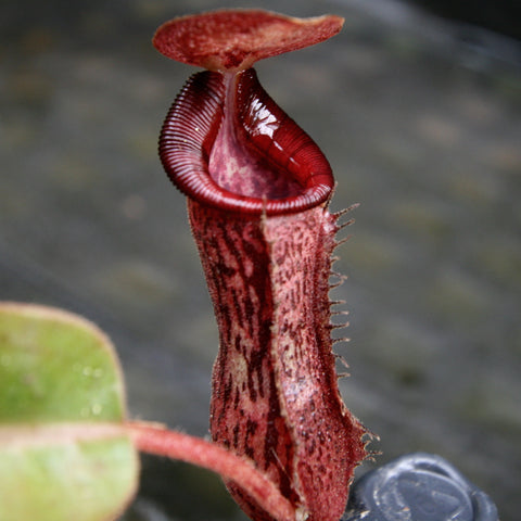 Red speckled Nepenthes hybrid pitcher with a tall tubular shape and flared peristome in a pot.