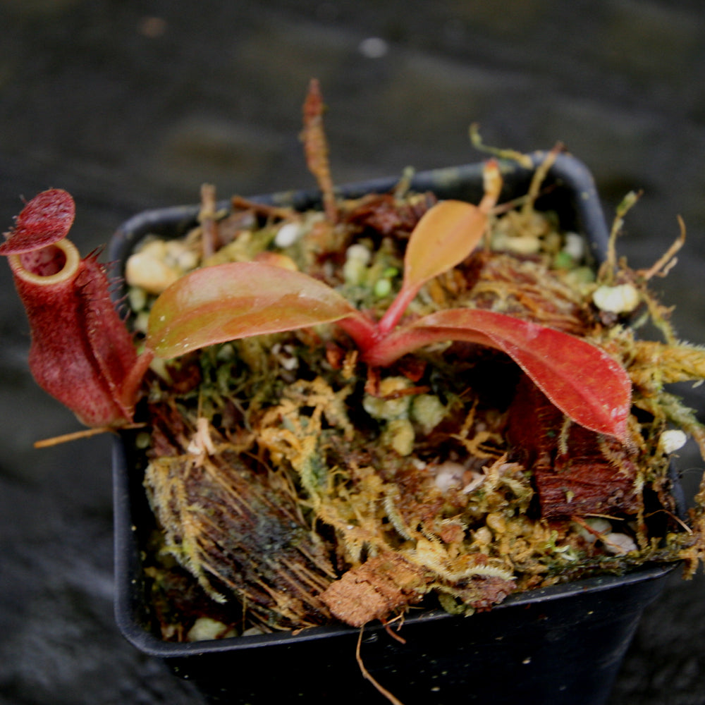
                      
                        Nepenthes [(lowii x veitchii) x boschiana] -"Lowii Like" x [(Rokko x boschiana) x veitchii] -"Squat", CAR-0189
                      
                    