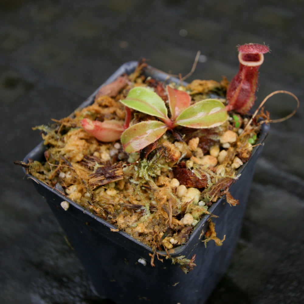 
                      
                        Nepenthes [(lowii x veitchii) x boschiana] -"Lowii Like" x [(Rokko x boschiana) x veitchii] -"Squat", CAR-0189
                      
                    