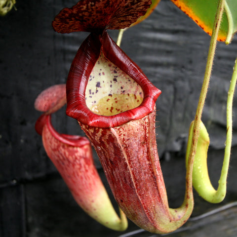 Close up of a red rimmed Nepenthes glandulifera x lowii veitchii boschiana hybrid pitcher with a pale speckled interior.