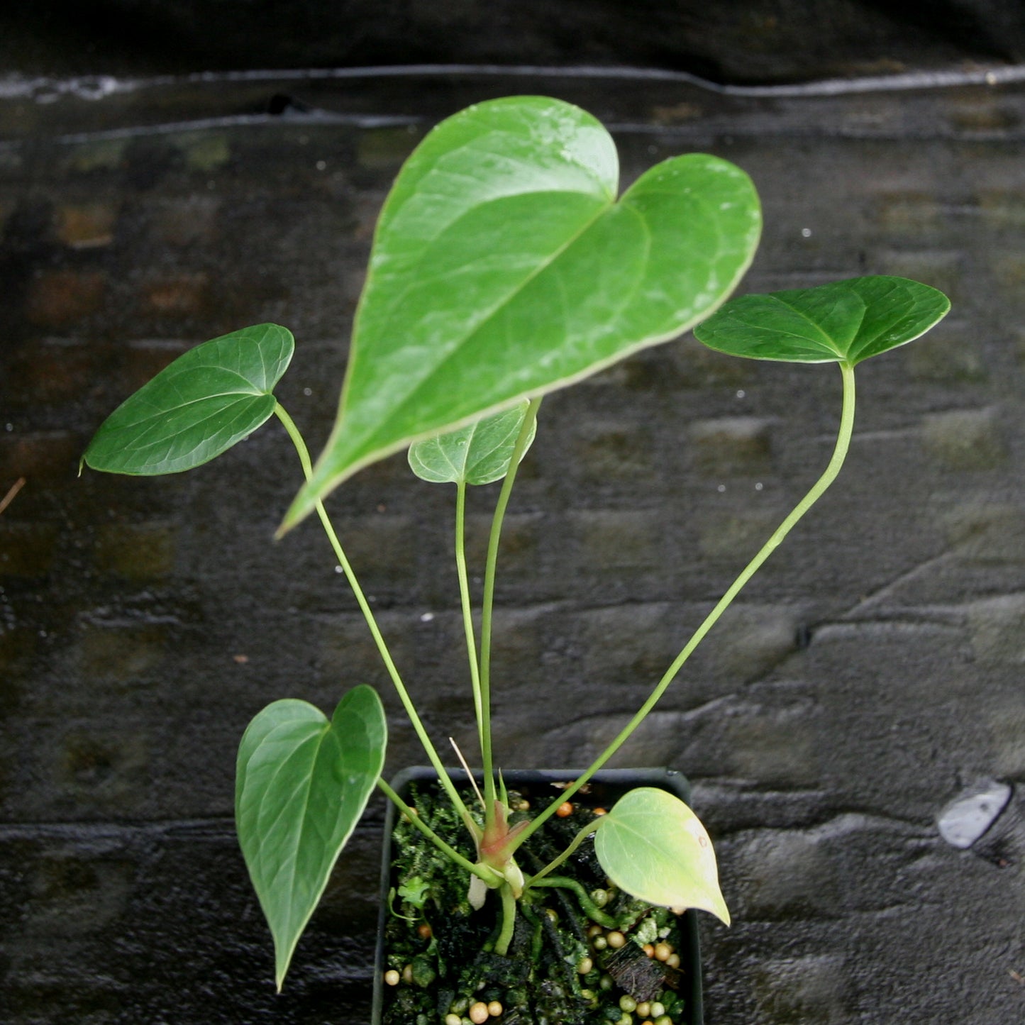anthurium decipiens vs salgarense Anthurium decipiens – Carnivero