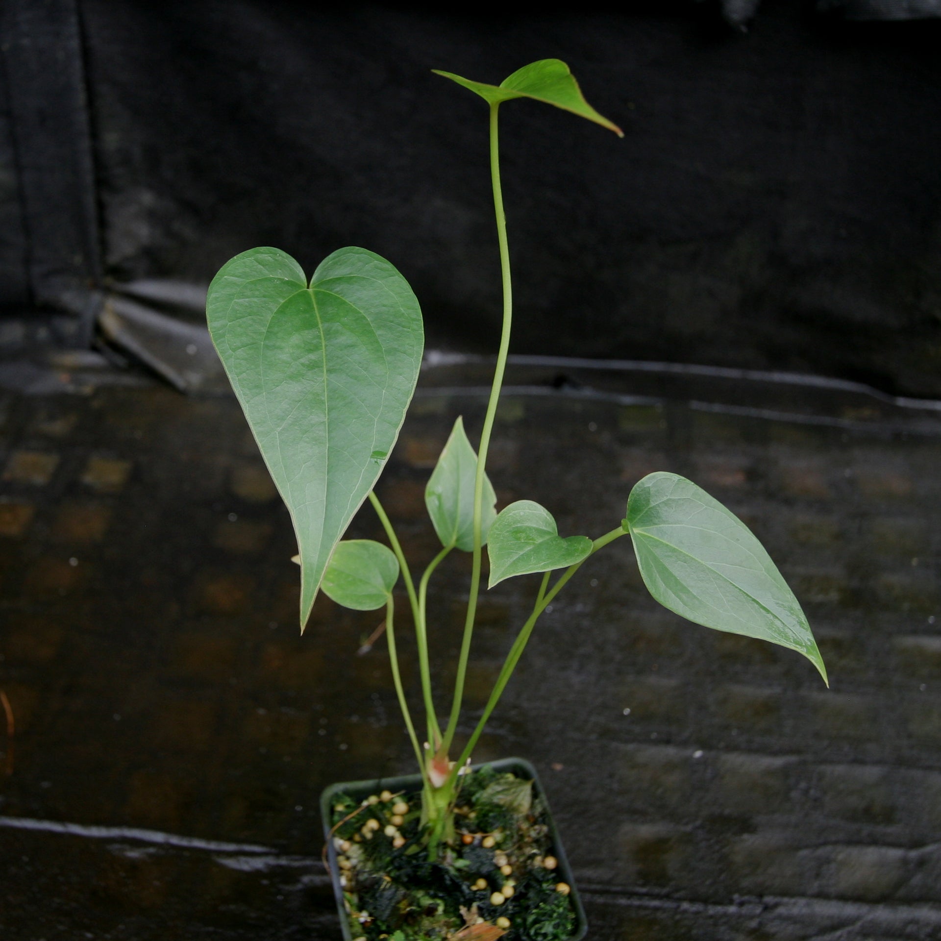 Anthurium decipiens – Carnivero