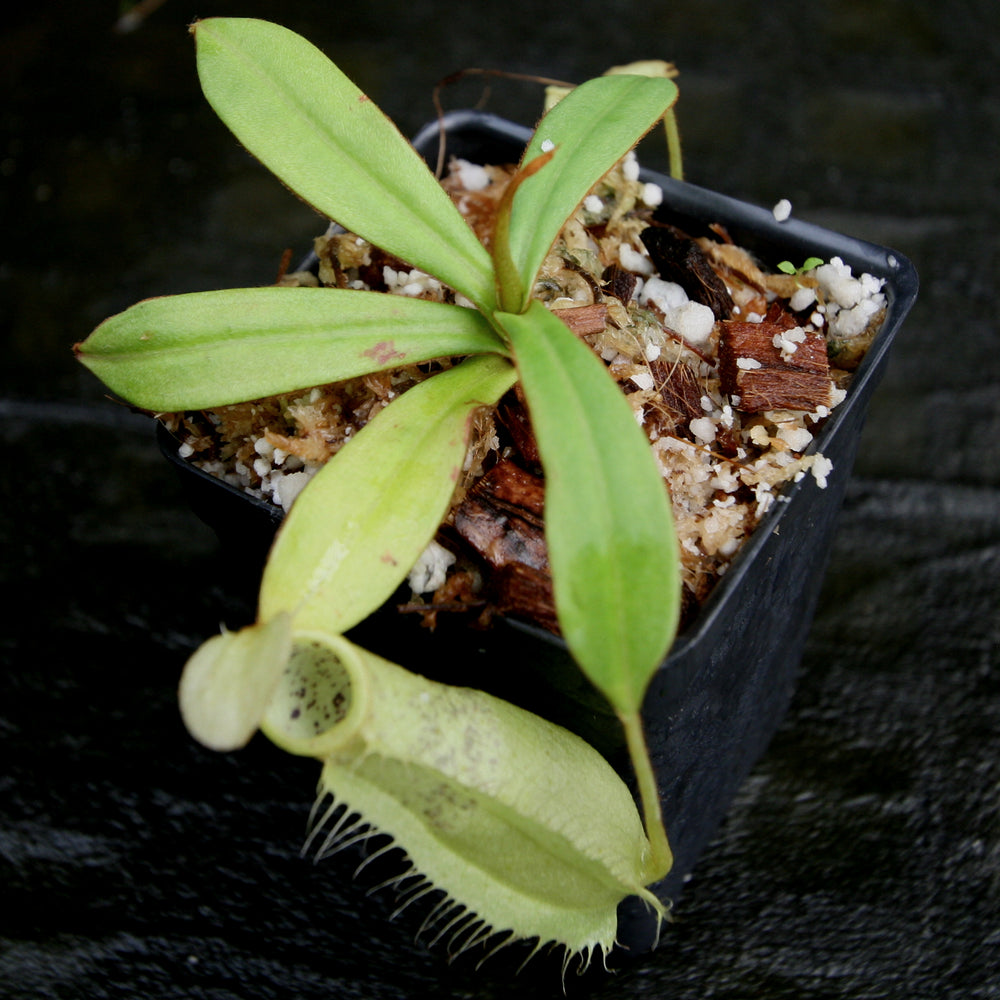 
                      
                        Nepenthes hirsuta, BE-3083, pitcher plant, carnivorous plant, collectors plant, large pitchers, rare plants
                      
                    