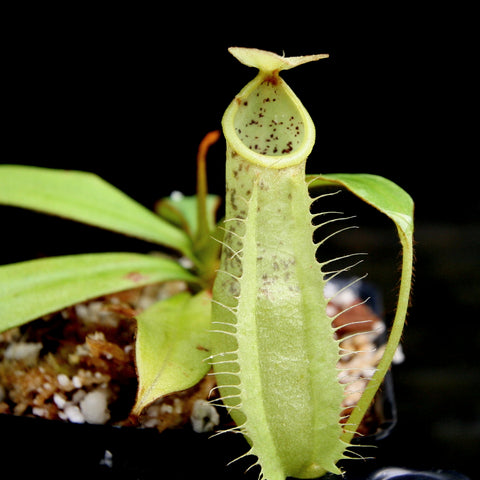 Nepenthes hirsuta BE-3083 pitcher plant with pale green tubular pitcher and yellow rim against a dark background