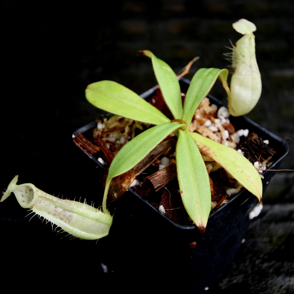 
                      
                        Nepenthes hirsuta, BE-3083, pitcher plant, carnivorous plant, collectors plant, large pitchers, rare plants
                      
                    