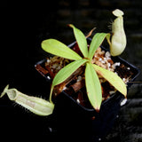 Nepenthes hirsuta, BE-3083, pitcher plant, carnivorous plant, collectors plant, large pitchers, rare plants