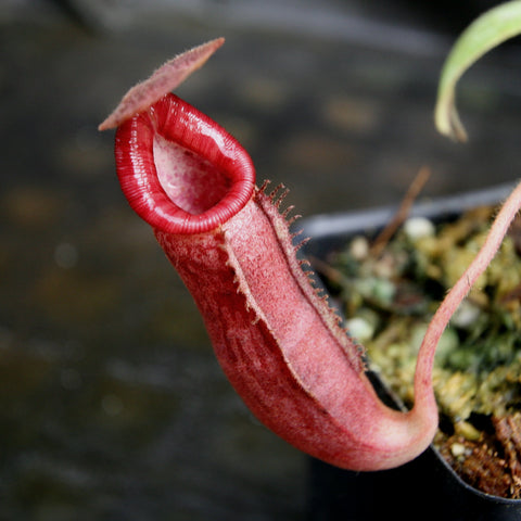 Close-up of Nepenthes Red Baron pitcher showing a bright red tubular trap with curved lip