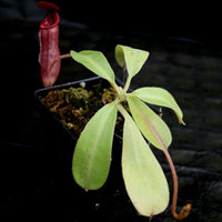 Nepenthes "Red Baron", CAR-0278