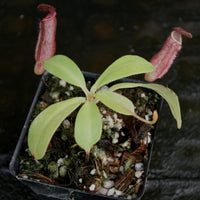 Nepenthes "Red Baron", CAR-0278