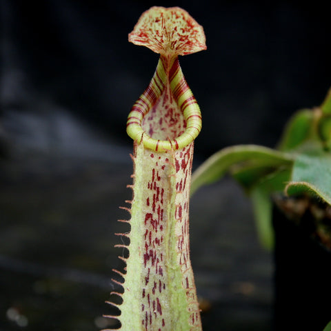 Tall Nepenthes veitchii JB x platychila BB pitcher with pale green body speckled red and a bright yellow striped peristome