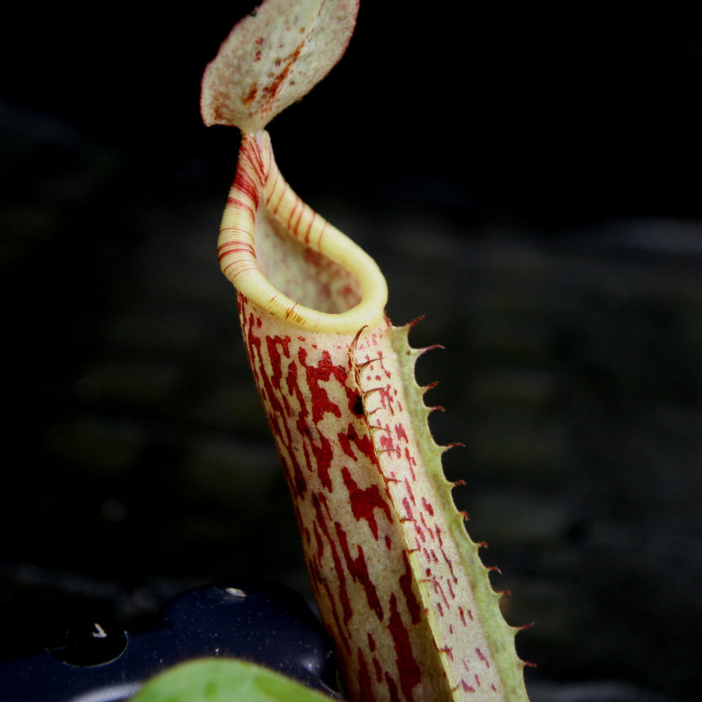 
                      
                        Nepenthes veitchii JB x platychila BB, CAR-0279
                      
                    