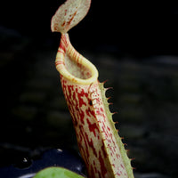 Nepenthes veitchii JB x platychila BB, CAR-0279