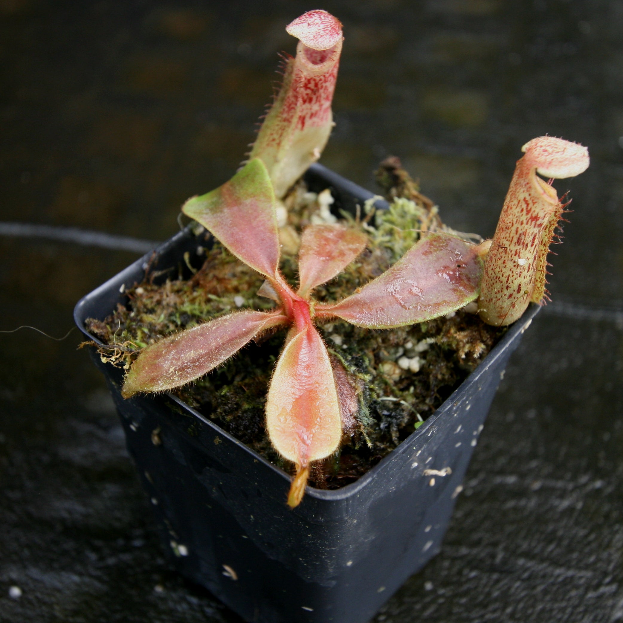 Nepenthes veitchii JB x platychila BB, CAR-0279 – Carnivero Nepenthes veitchii JB x platychila BB, CAR-0279 – Carnivero