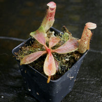 Nepenthes veitchii JB x platychila BB, CAR-0279