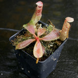 Nepenthes veitchii JB x platychila BB, CAR-0279