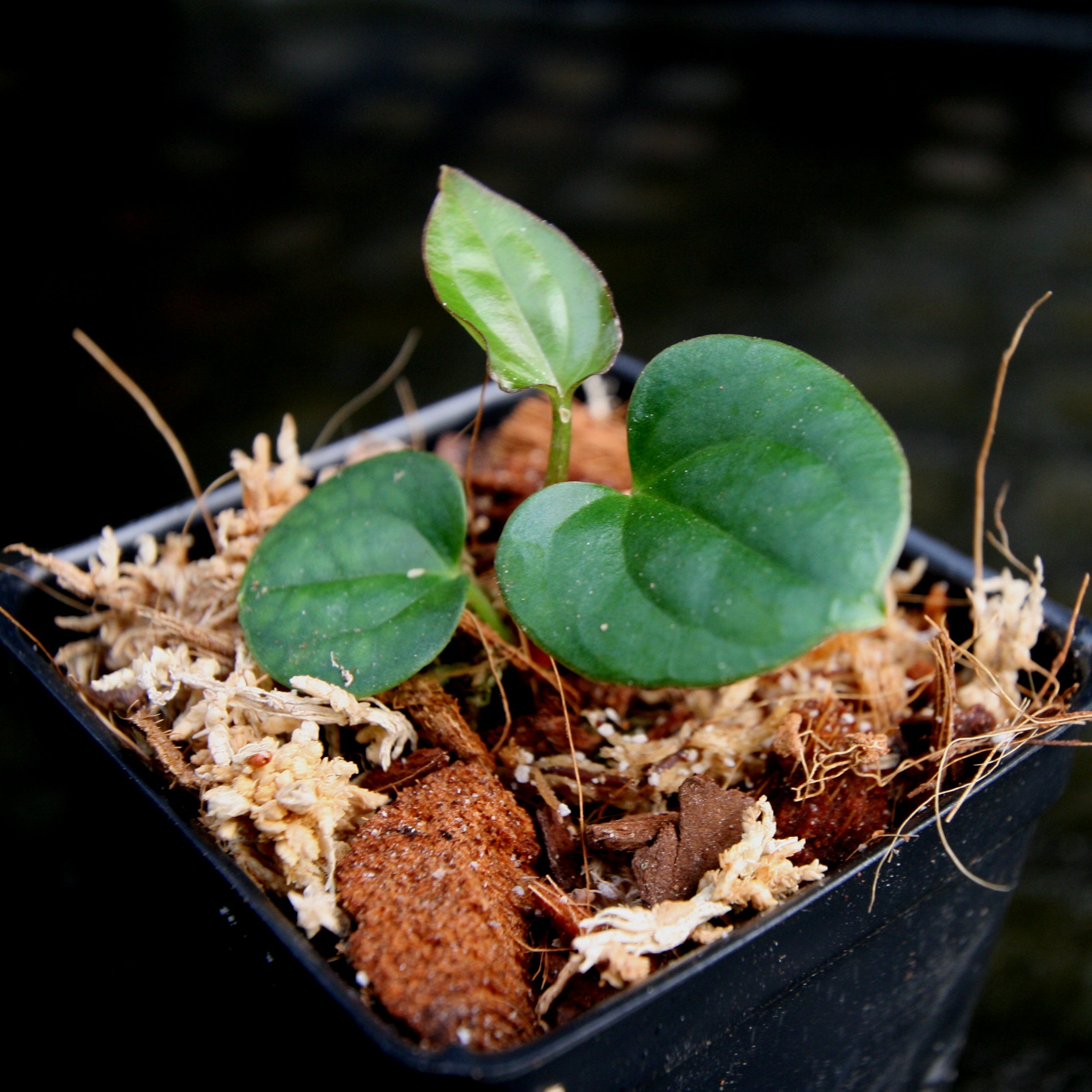 Anthurium antolakii (BVEP) x luxurians, CAR-0280 – Carnivero