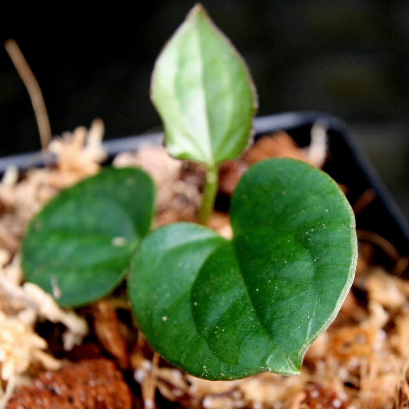 Anthurium antolakii (BVEP) x luxurians, CAR-0280 – Carnivero