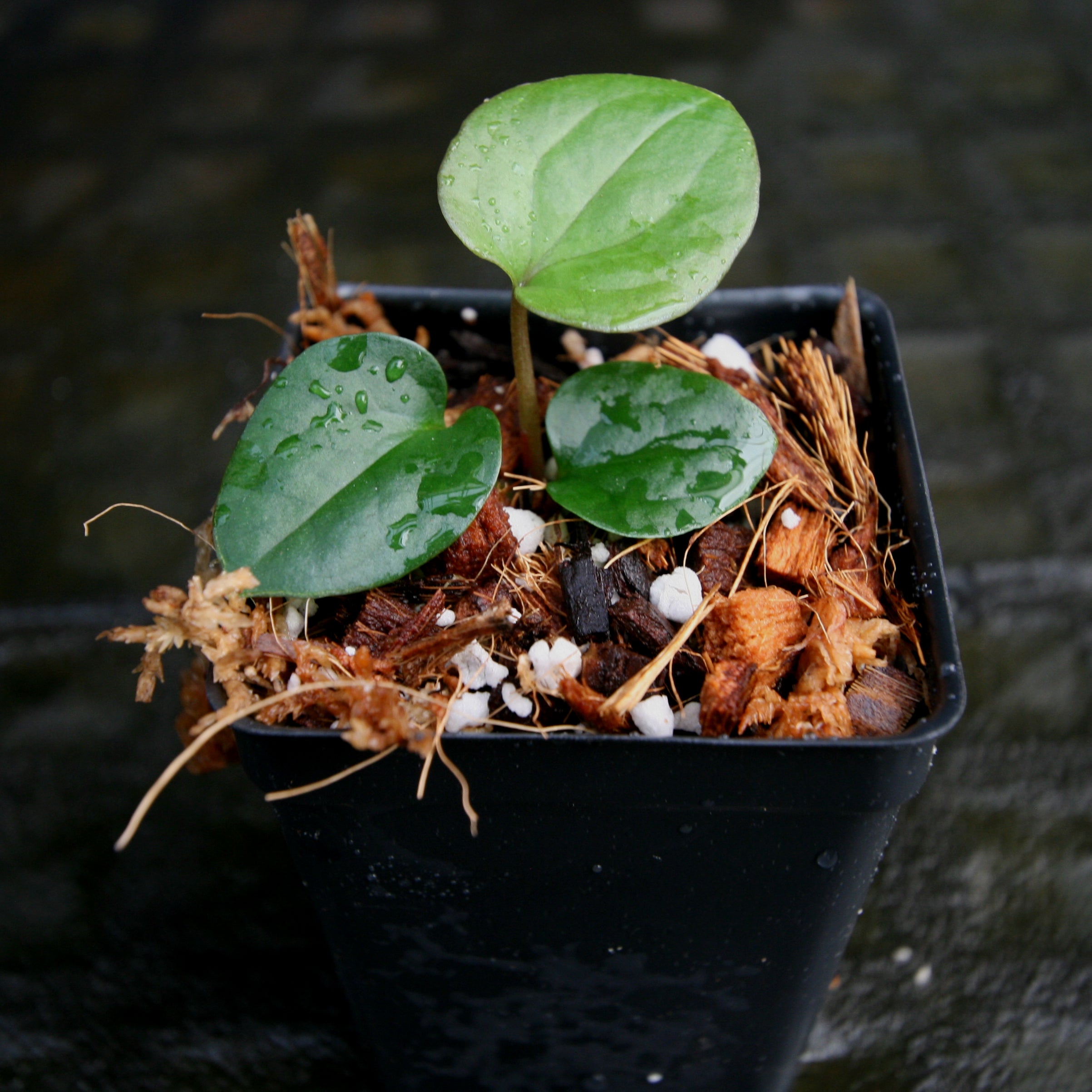 Anthurium antolakii (BVEP) x luxurians, CAR-0280 – Carnivero