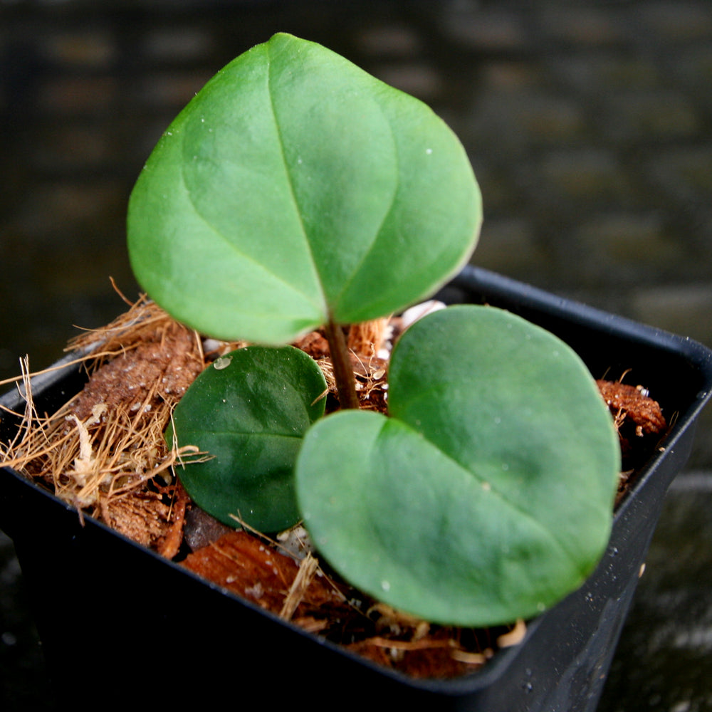 
                      
                        Anthurium Indo Hoffmannii X x sp. nov Darién (besseae aff.), CAR-0281
                      
                    