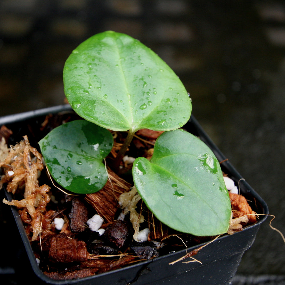 
                      
                        Anthurium Indo Hoffmannii X x sp. nov Darién (besseae aff.), CAR-0281
                      
                    