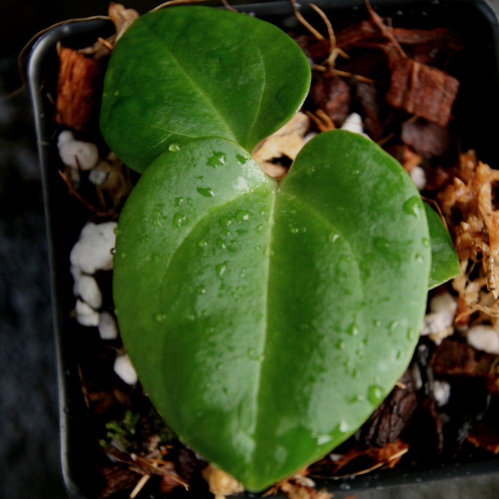 
                      
                        Anthurium Indo Hoffmannii X x sp. nov Darién (besseae aff.), CAR-0281
                      
                    