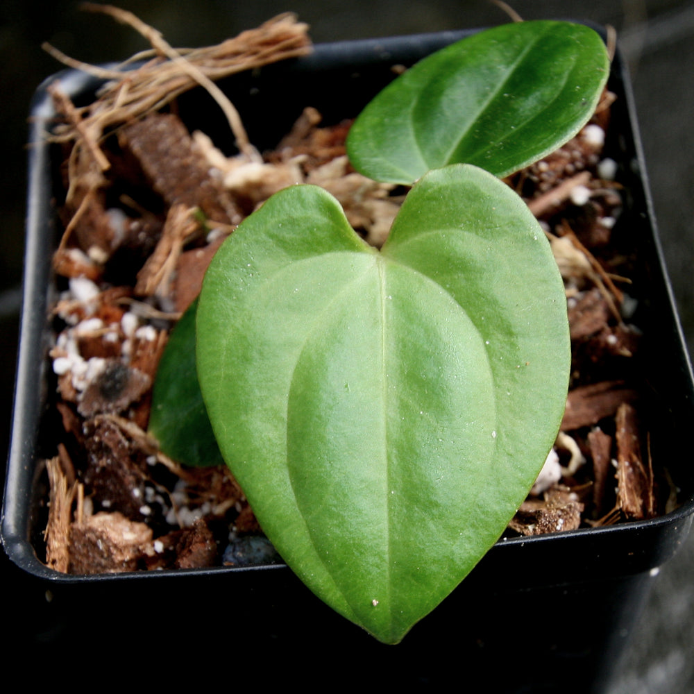 
                      
                        Anthurium papillilaminum [SC2 x (Long x Bullet)], CAR-0282
                      
                    