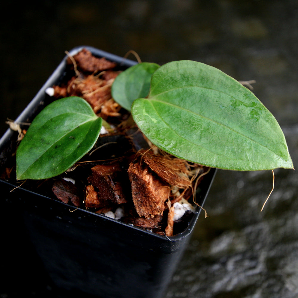 
                      
                        Anthurium papillilaminum [SC2 x (Long x Bullet)], CAR-0282
                      
                    