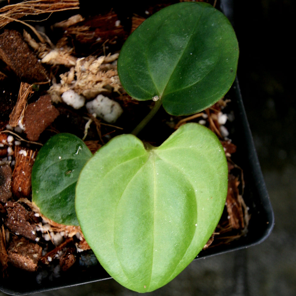 
                      
                        Anthurium papillilaminum [SC2 x (Long x Bullet)], CAR-0282
                      
                    