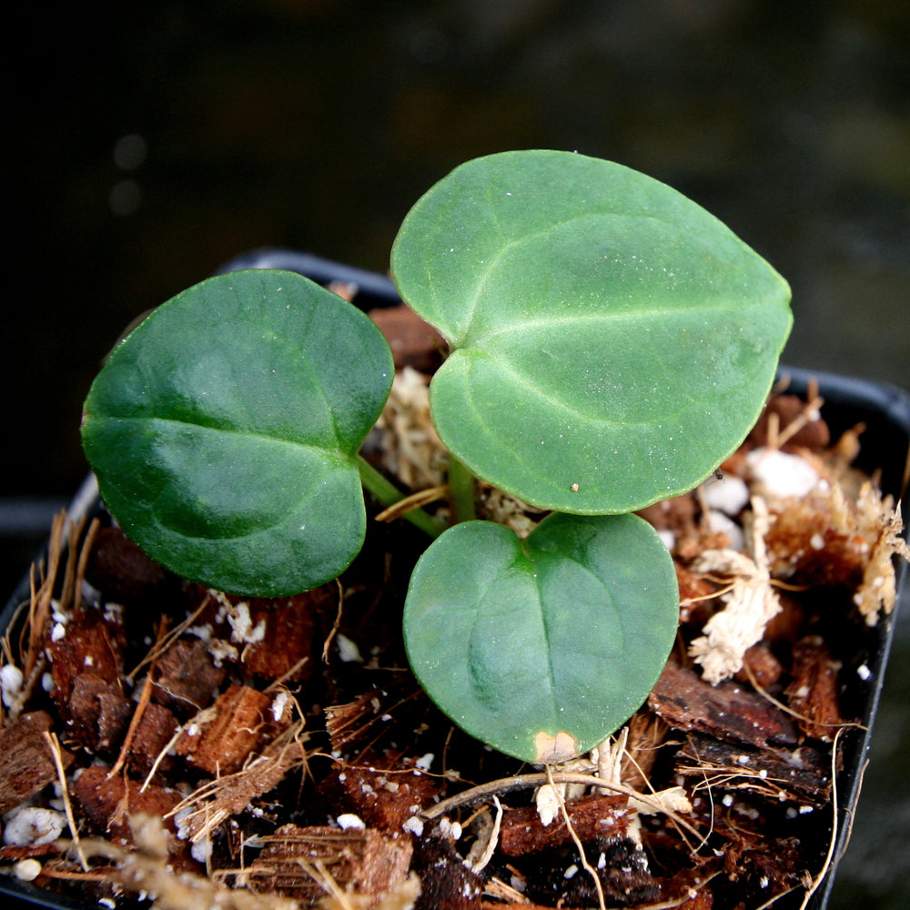 
                      
                        Anthurium crystallinum Dark x Indo Hoffmannii, CAR-0283
                      
                    