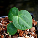 Anthurium crystallinum Dark x Indo Hoffmannii, CAR-0283