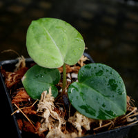 Anthurium crystallinum Dark x Indo Hoffmannii, CAR-0283