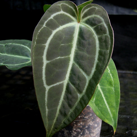 Leaf close-up of Anthurium Blue magnificum showing velvety dark green surface and pale veins.