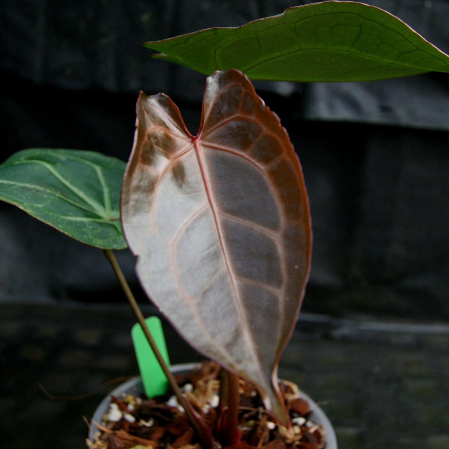 anthurium azul Anthurium Blue magnificum – Carnivero