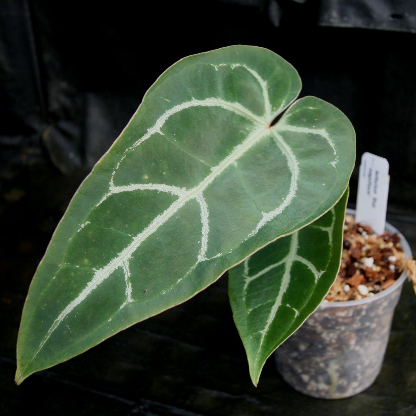 anthurium green sapphire Anthurium Blue magnificum – Carnivero