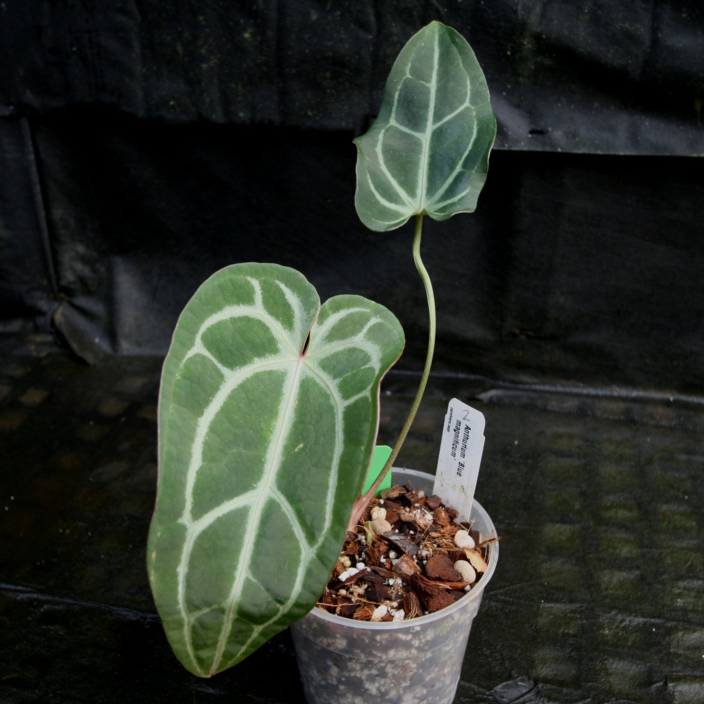 blue anthurium Anthurium Blue magnificum – Carnivero