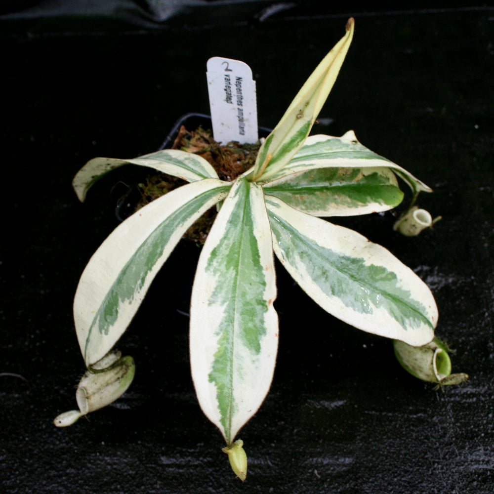 
                      
                        Nepenthes ampullaria variegated
                      
                    