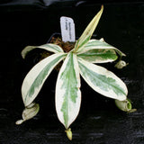 Nepenthes ampullaria variegated