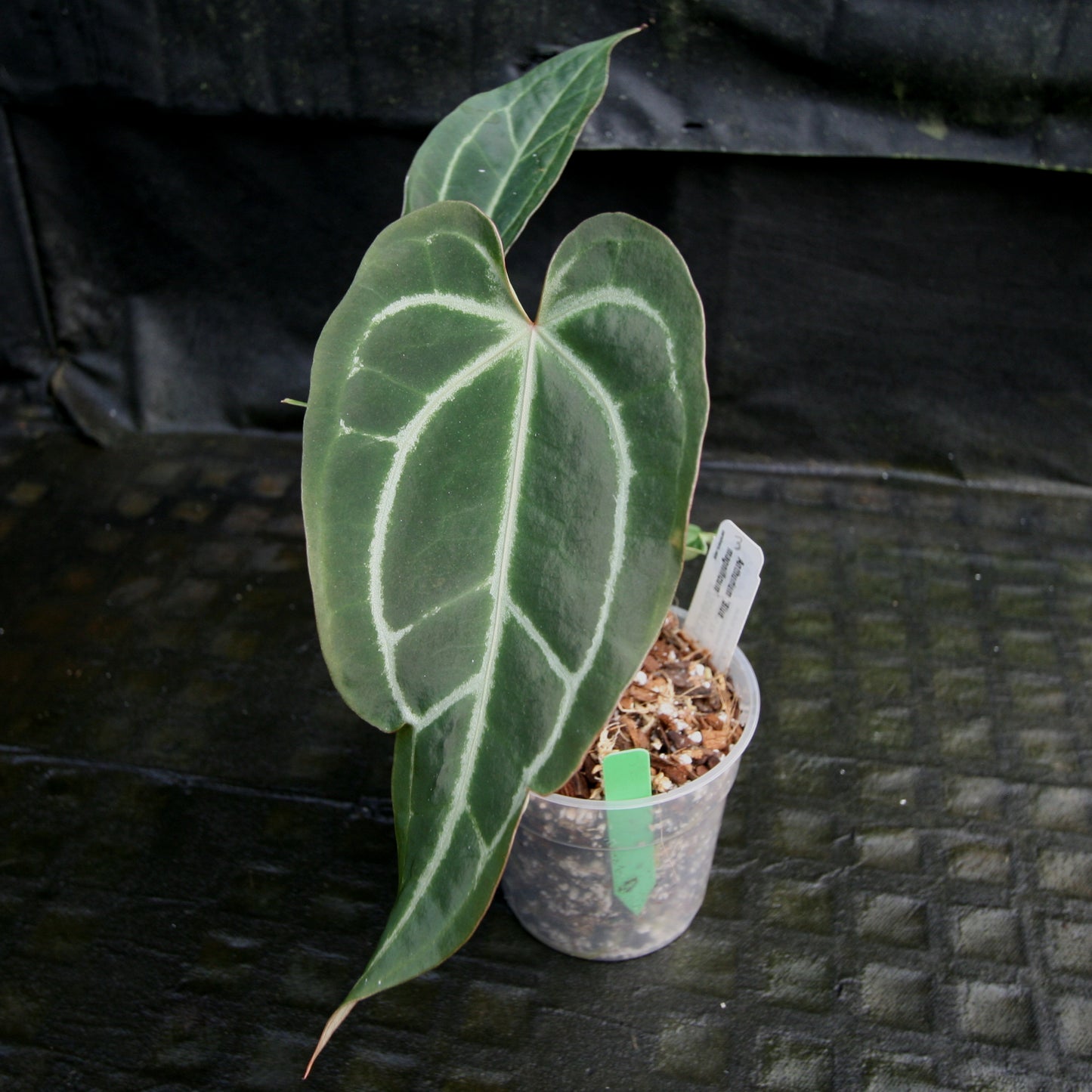 anthurium bleu Anthurium Blue magnificum – Carnivero