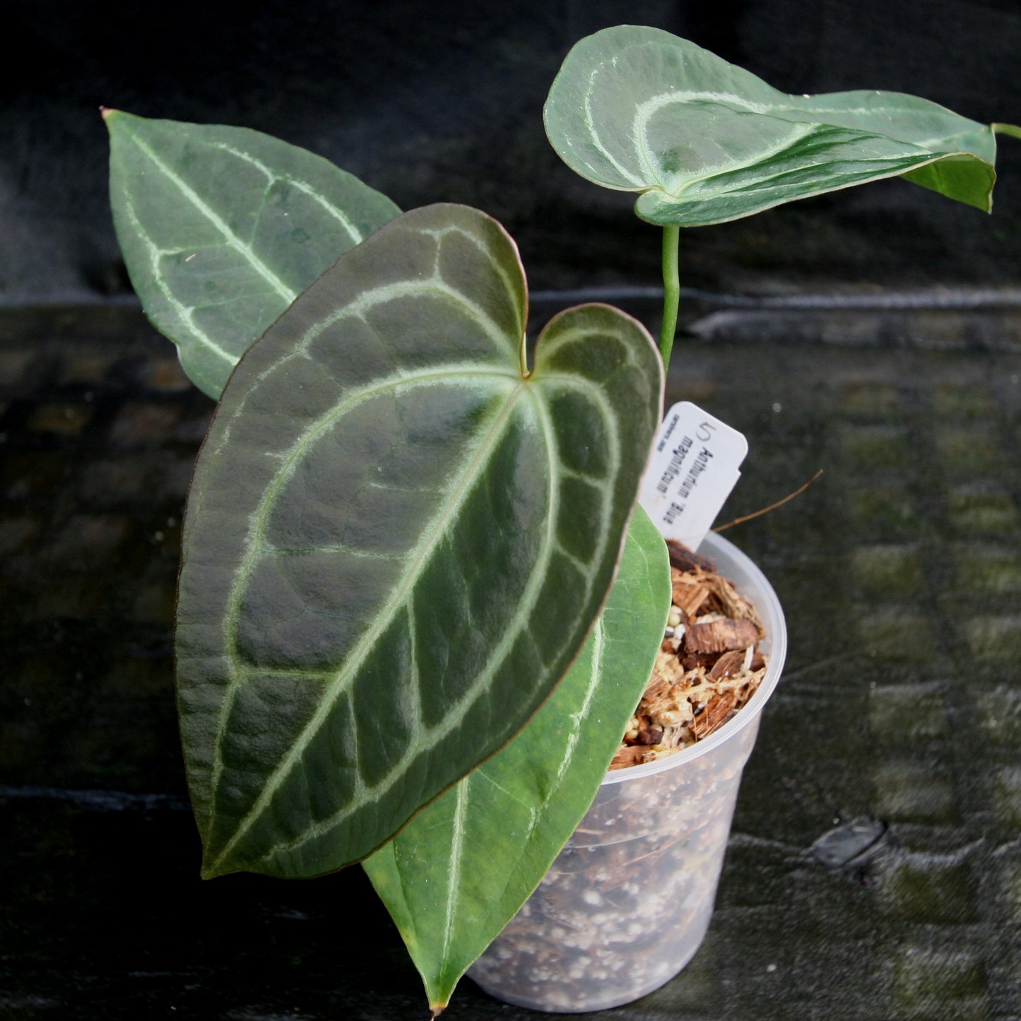 blue anthurium flowers Anthurium Blue magnificum – Carnivero