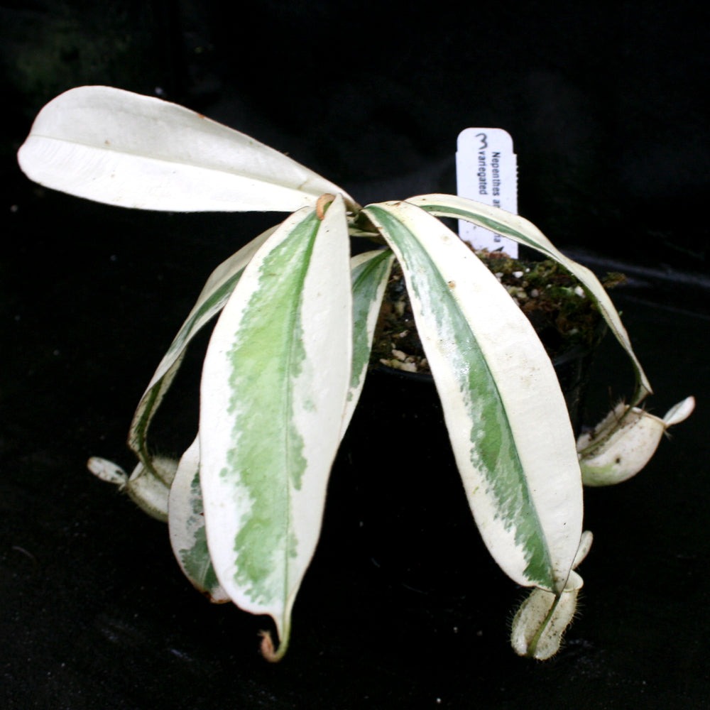 
                      
                        Nepenthes ampullaria variegated
                      
                    