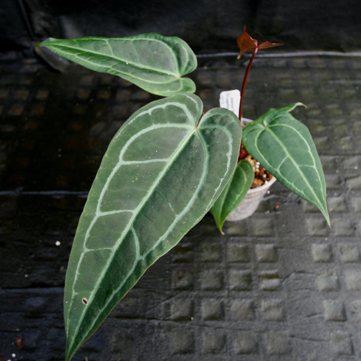 anthurium blue cross blue shield Anthurium Blue magnificum
