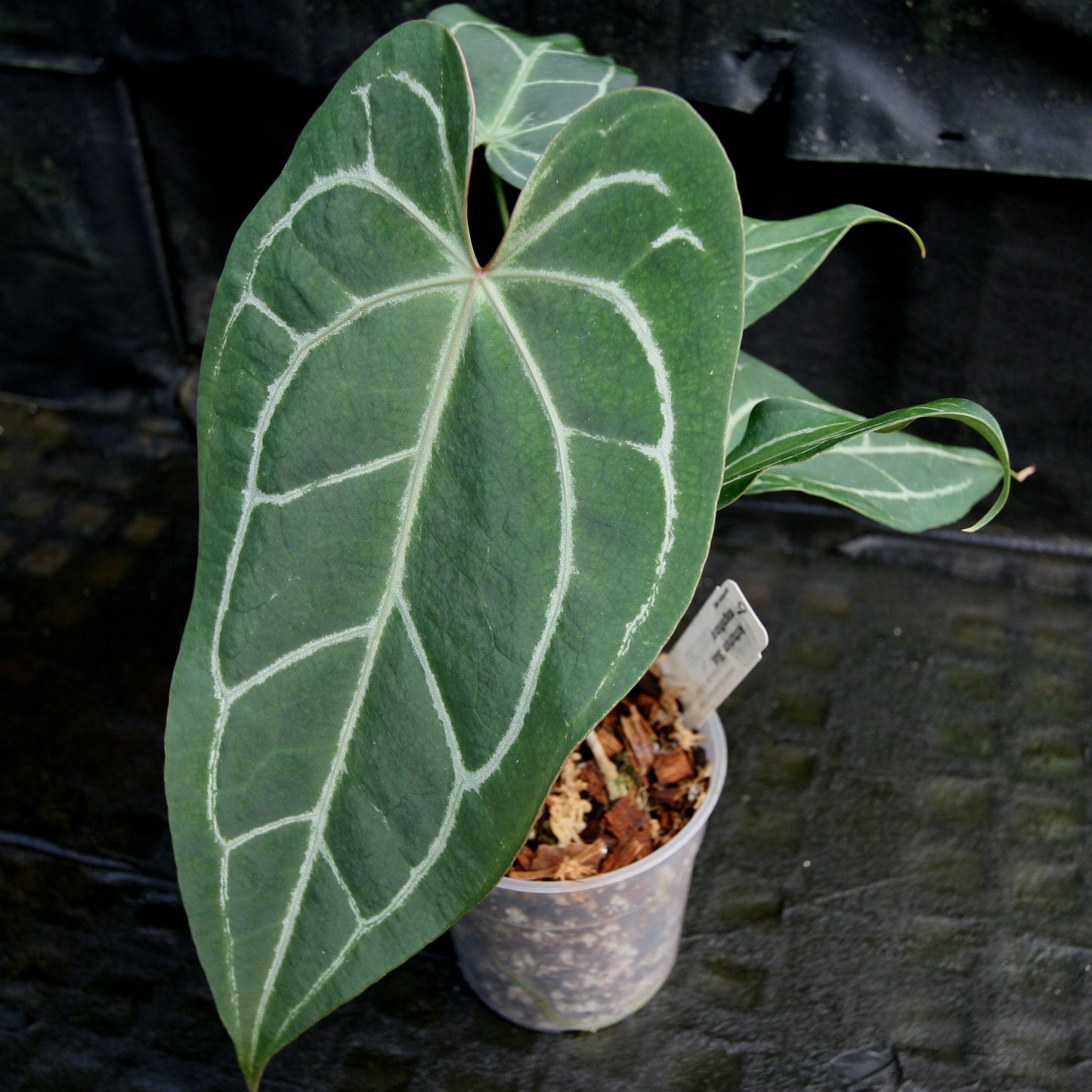 anthurium bleu flers Anthurium Blue magnificum
