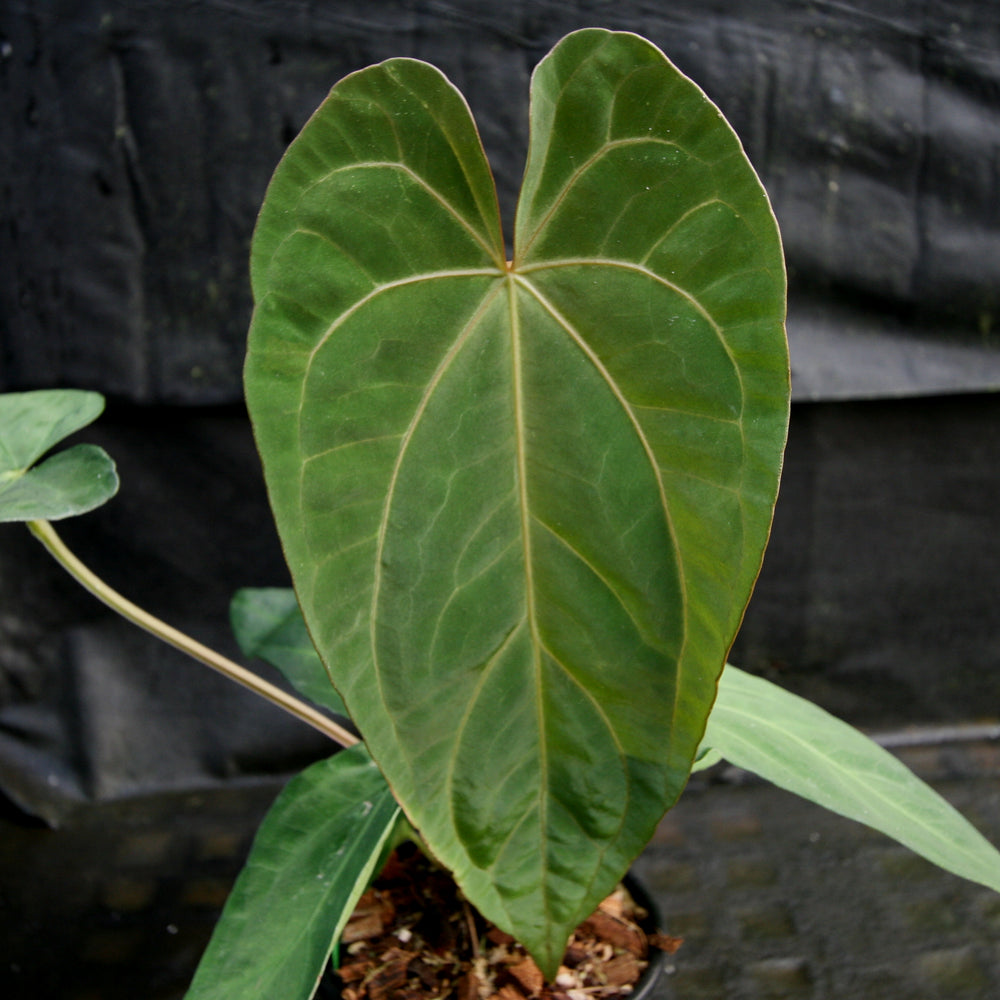 
                      
                        Anthurium FTG crystallinum x red crystallinum - NSE
                      
                    