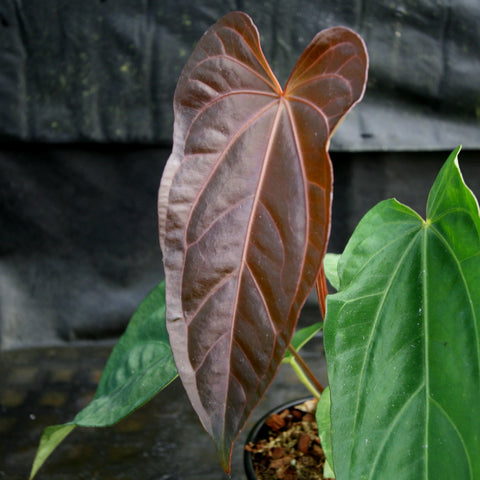 Anthurium FTG crystallinum x red crystallinum plant with a large burgundy red leaf in the foreground and green foliage in a pot.