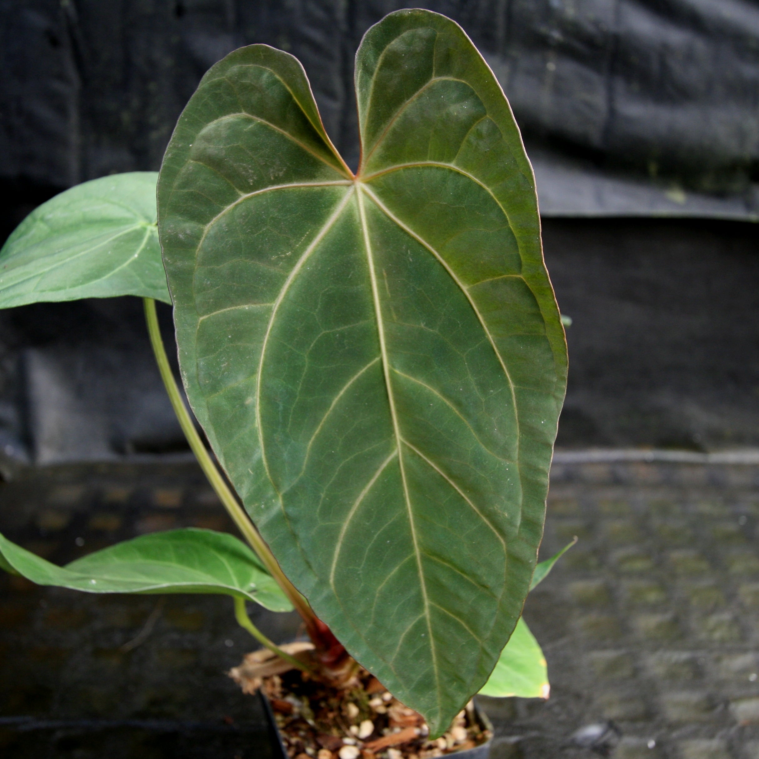 Anthurium FTG crystallinum x red crystallinum - NSE – Carnivero