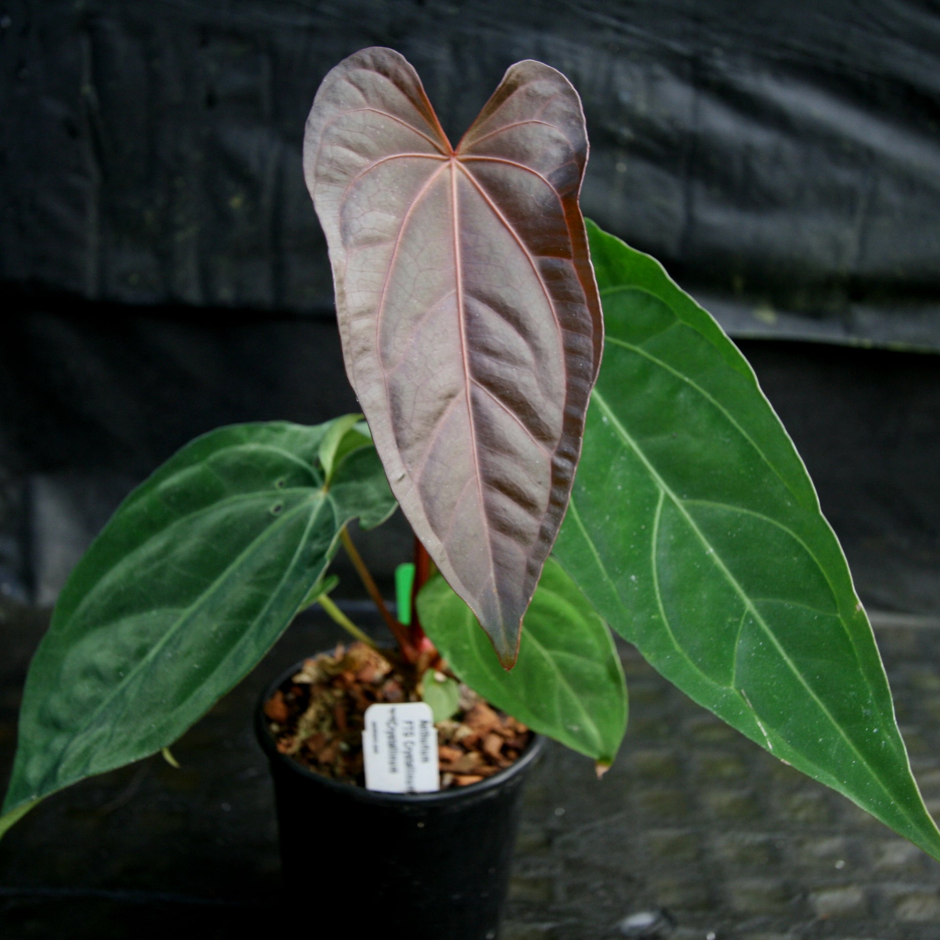 anthurium fairchild crystallinum Anthurium FTG crystallinum x red crystallinum