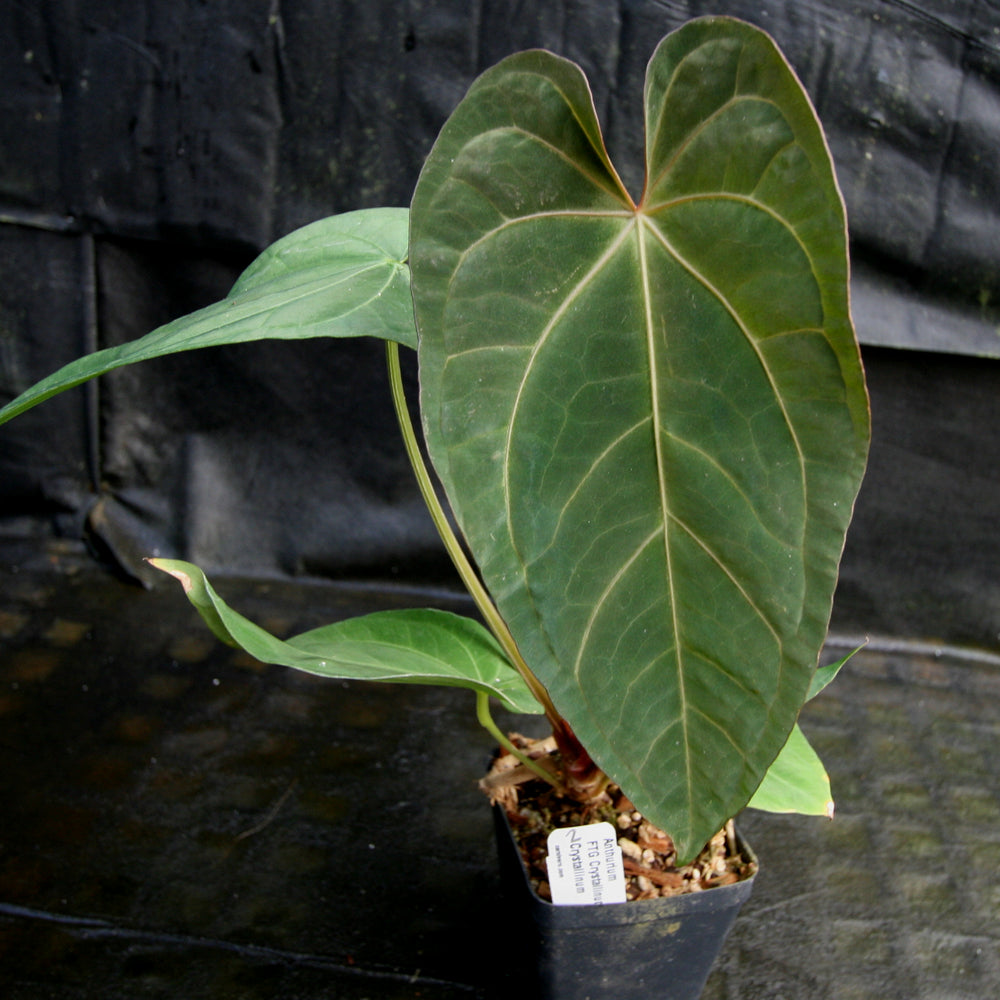 
                      
                        Anthurium FTG crystallinum x red crystallinum - NSE
                      
                    
