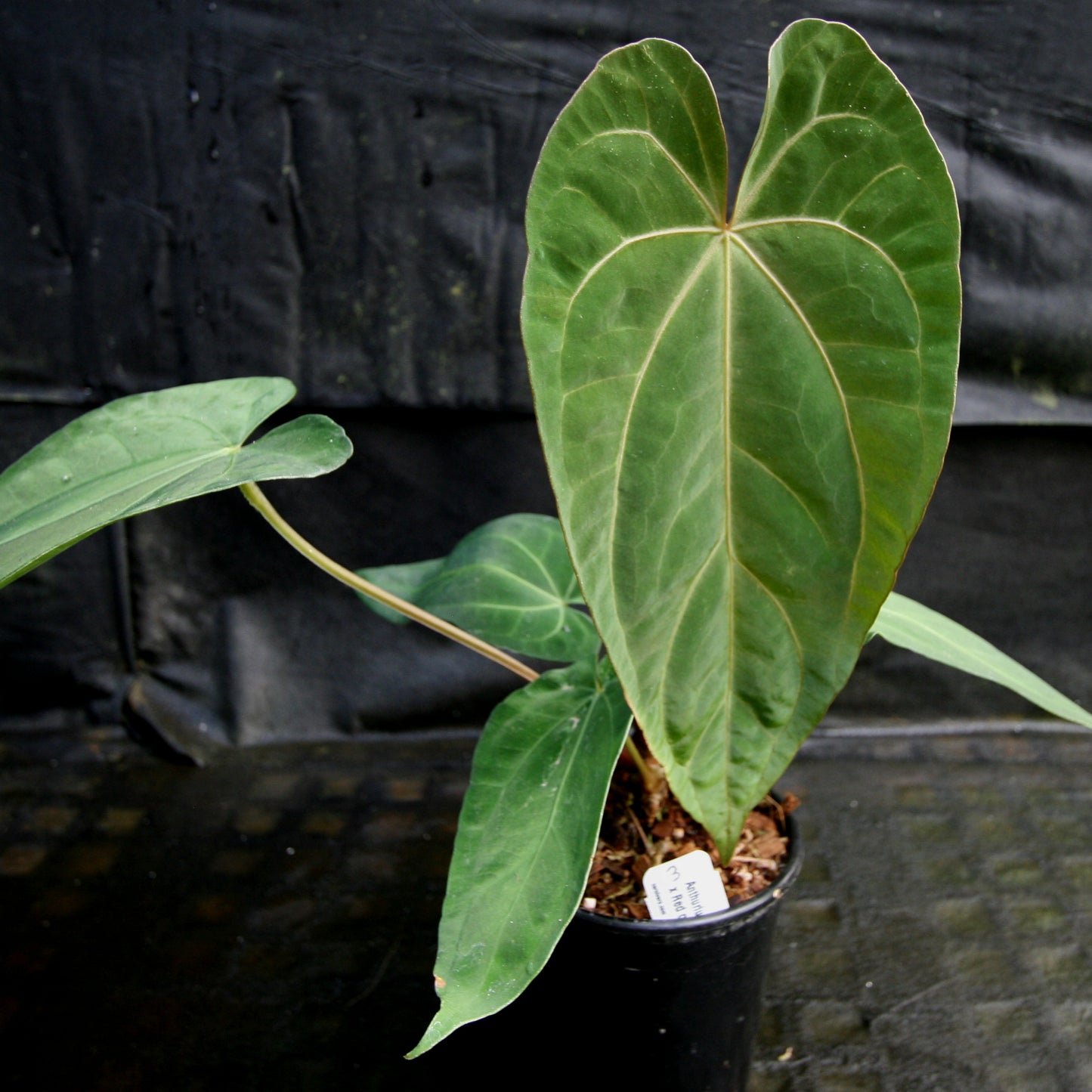 anthurium fairchild x red crystallinum Anthurium FTG crystallinum x red crystallinum