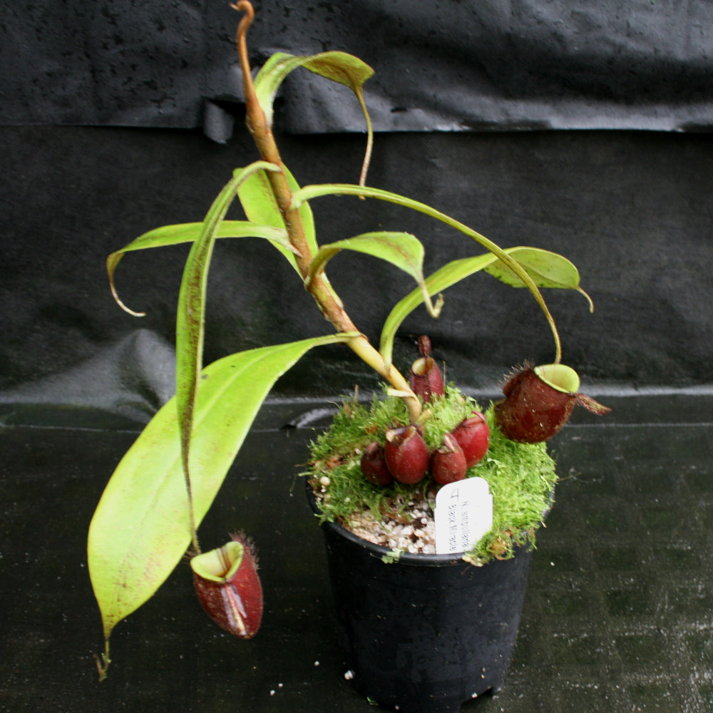 
                      
                        Nepenthes ampullaria 'Black Miracle'
                      
                    